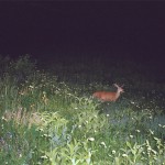 22_jahnke